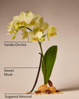 Cozy Vanilla Almond - Hand Sanitizer